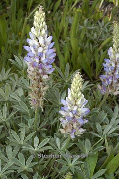 lupinus lepidus var sellulus 2 graphic